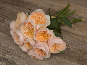 David Austin Wedding Rose  JULIET